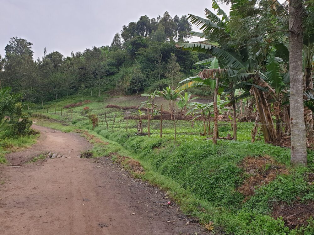 landbouw eiland Idjwi Oost-Congo DR Congo grootste eiland in meer in Afrika akkerbouw teelt koffie bananen ananas peper stichting Adavoc