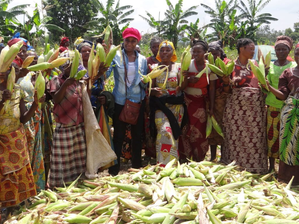 maïsoogst vrouwen stichting Adavoc Kavumu Oost-Congo DR Congo landbouw ondersteuning ontwikkelingshulp