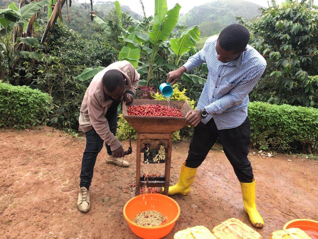 koffieteelt koffiebonen pellen koffieoogst landbouw eiland Idjwi Oost-Congo DR Congo grootste eiland in meer in Afrika akkerbouw teelt koffie stichting Adavoc
