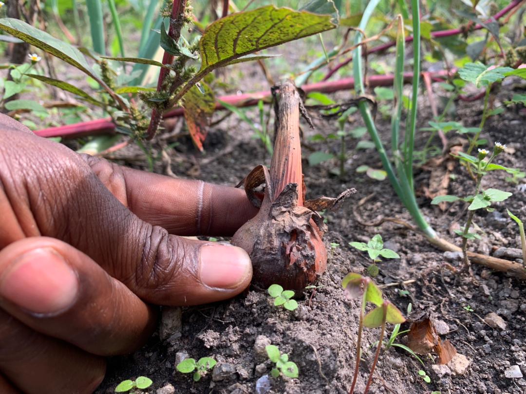 landbouw eiland Idjwi Oost-Congo DR Congo grootste eiland in meer in Afrika akkerbouw teelt koffie bananen ananas peper plantui stichting Adavoc